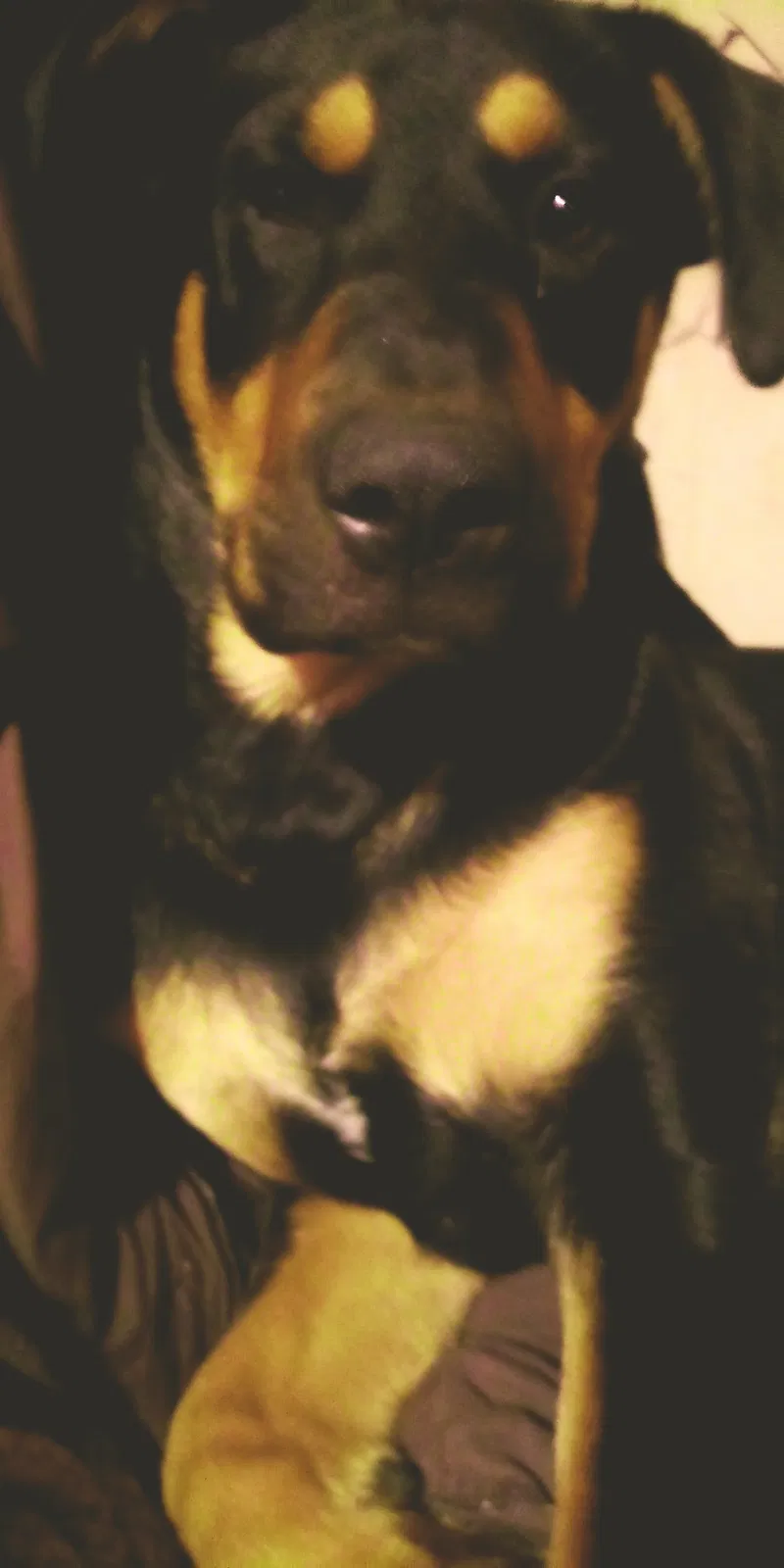 Lost dog in Kennewick, WA, 99336
