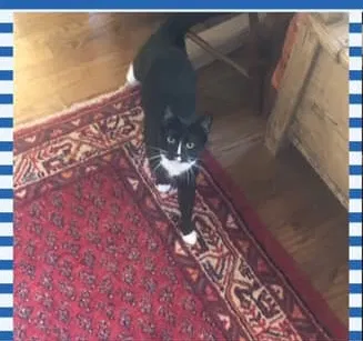 Lost cat in Lagrange, GA, 30240
