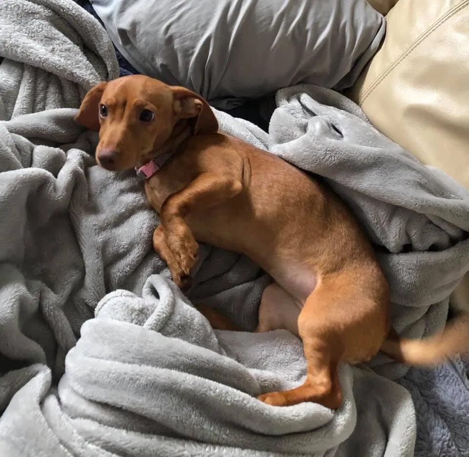 Lost dog in Fort Meade, FL, 33841