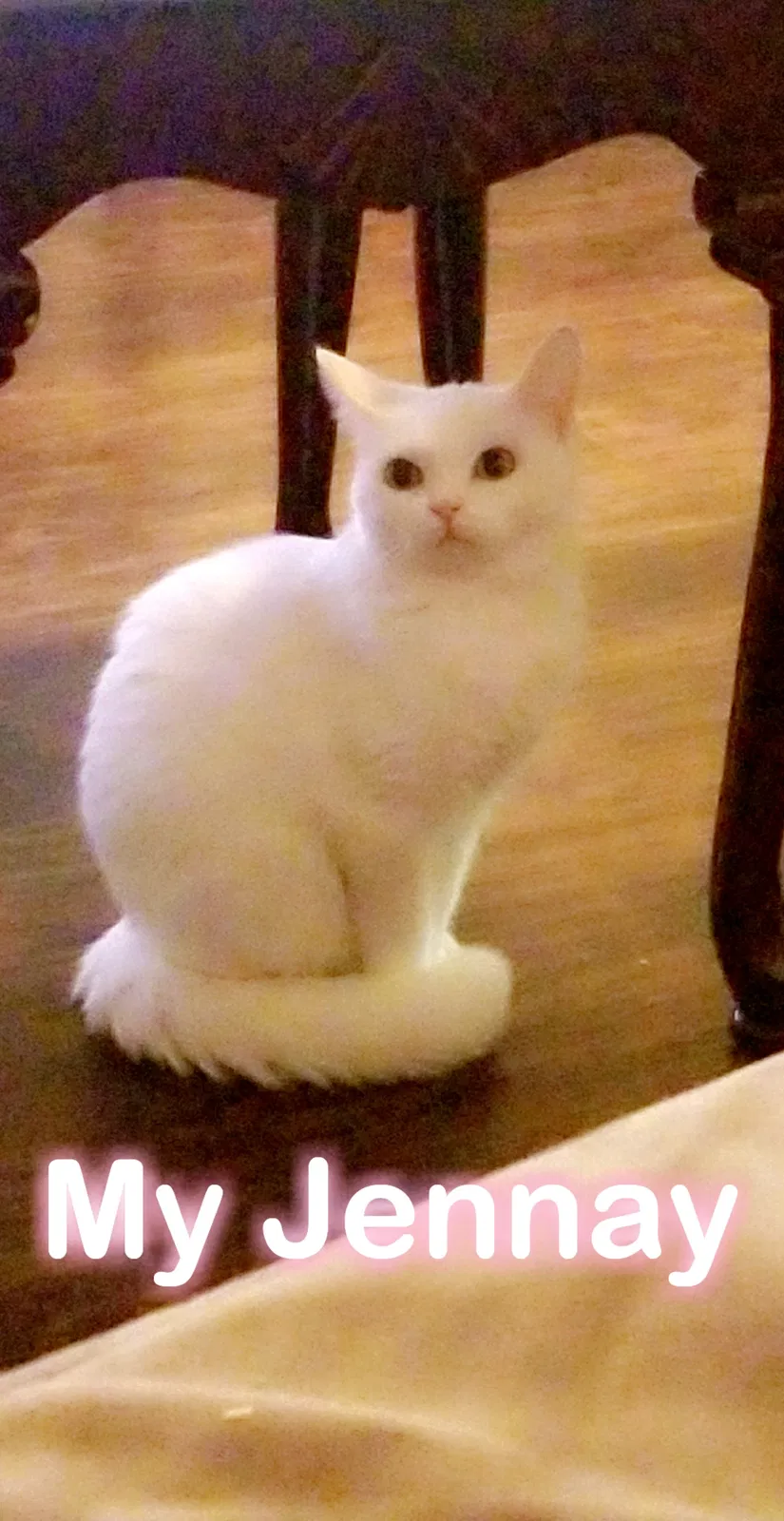 Lost cat in Atlanta, GA, 30328