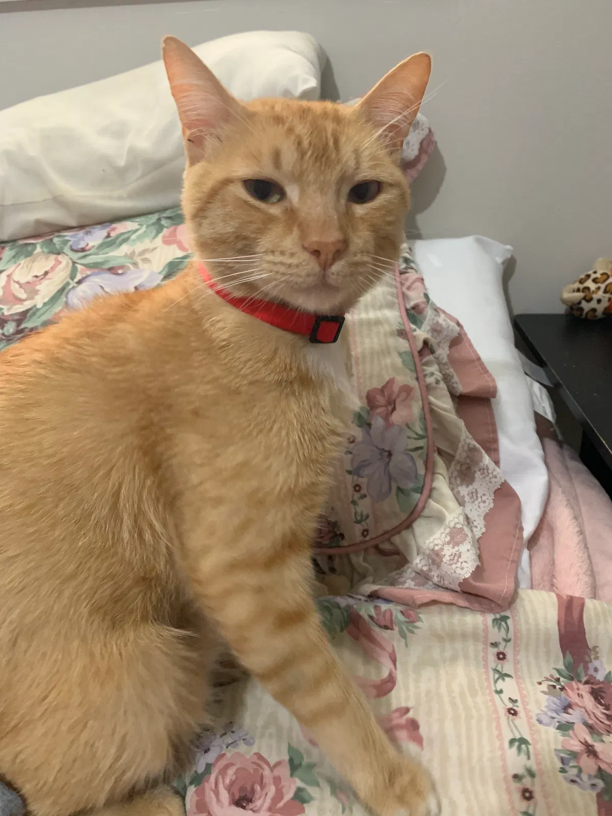 Lost cat in Lilburn, GA, 30047