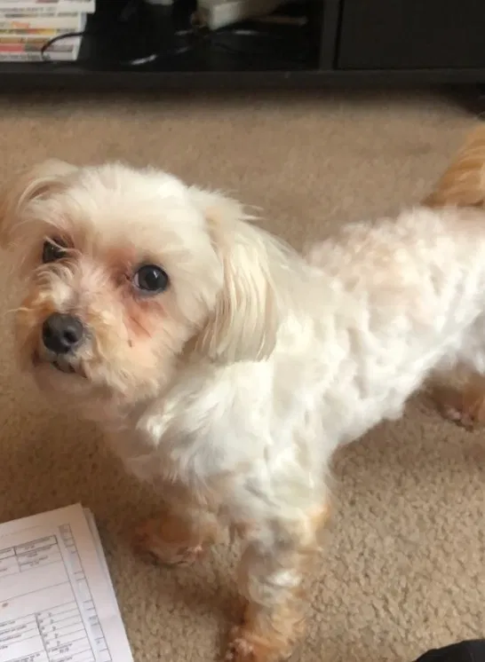 Lost dog in Fort Wayne, IN, 46803