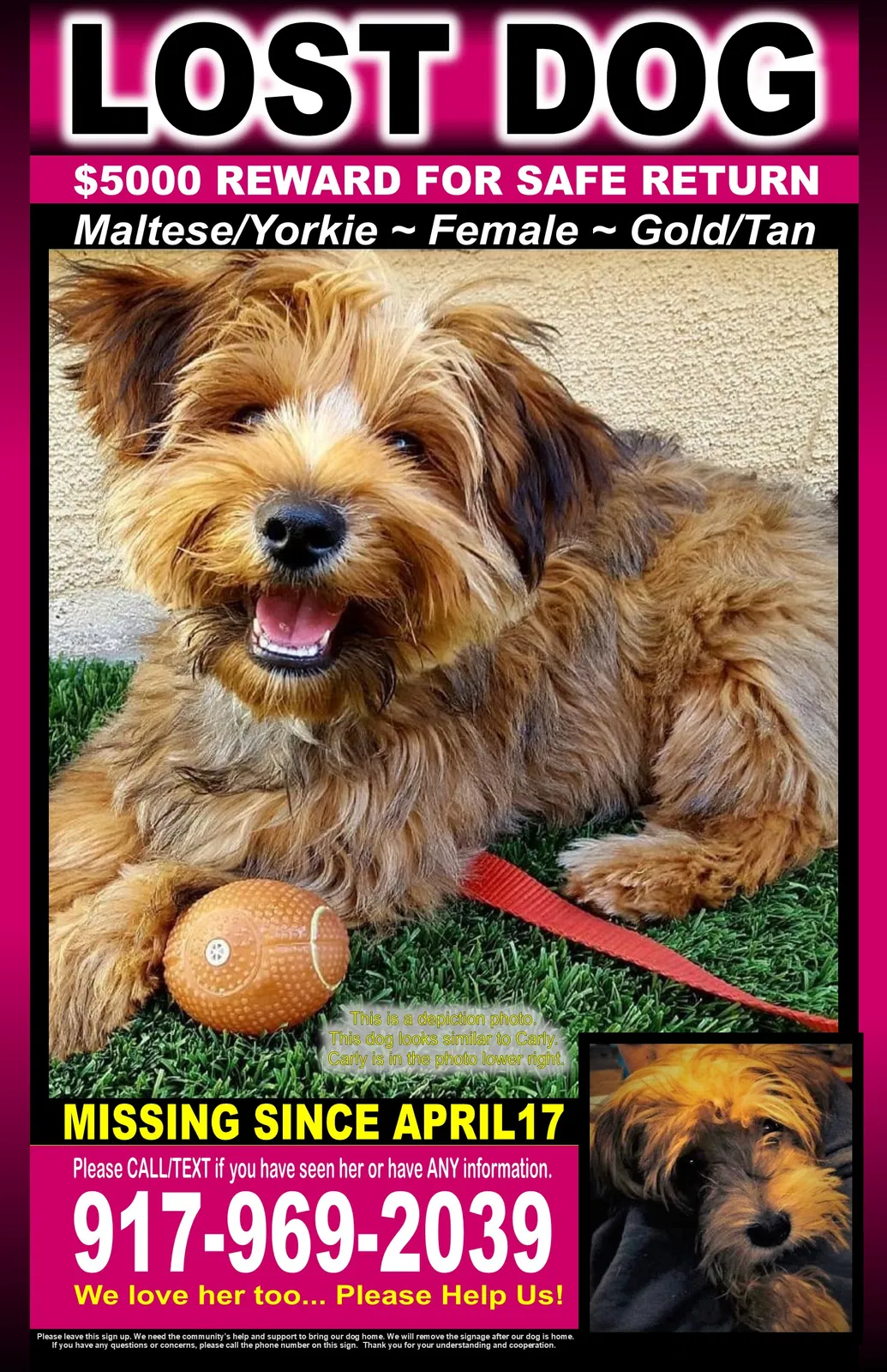 Lost dog in Bronx, NY, 10471