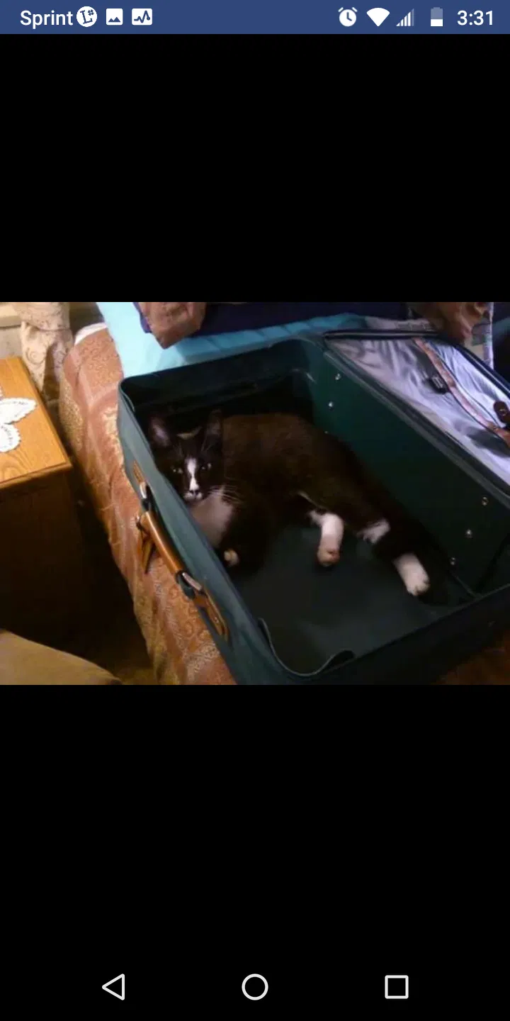 Lost cat in Dalton, GA, 30721