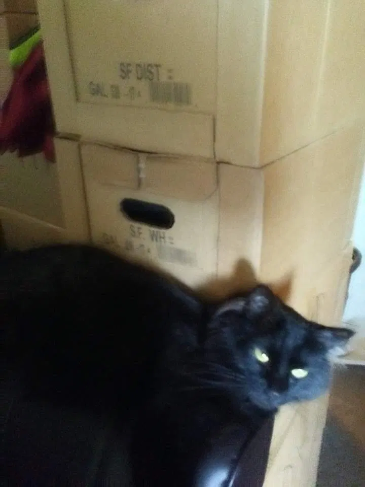 Lost cat in Colorado Springs, CO, 80911