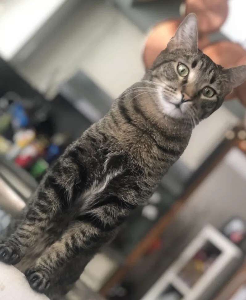 Lost cat in Burnsville, MN, 55337