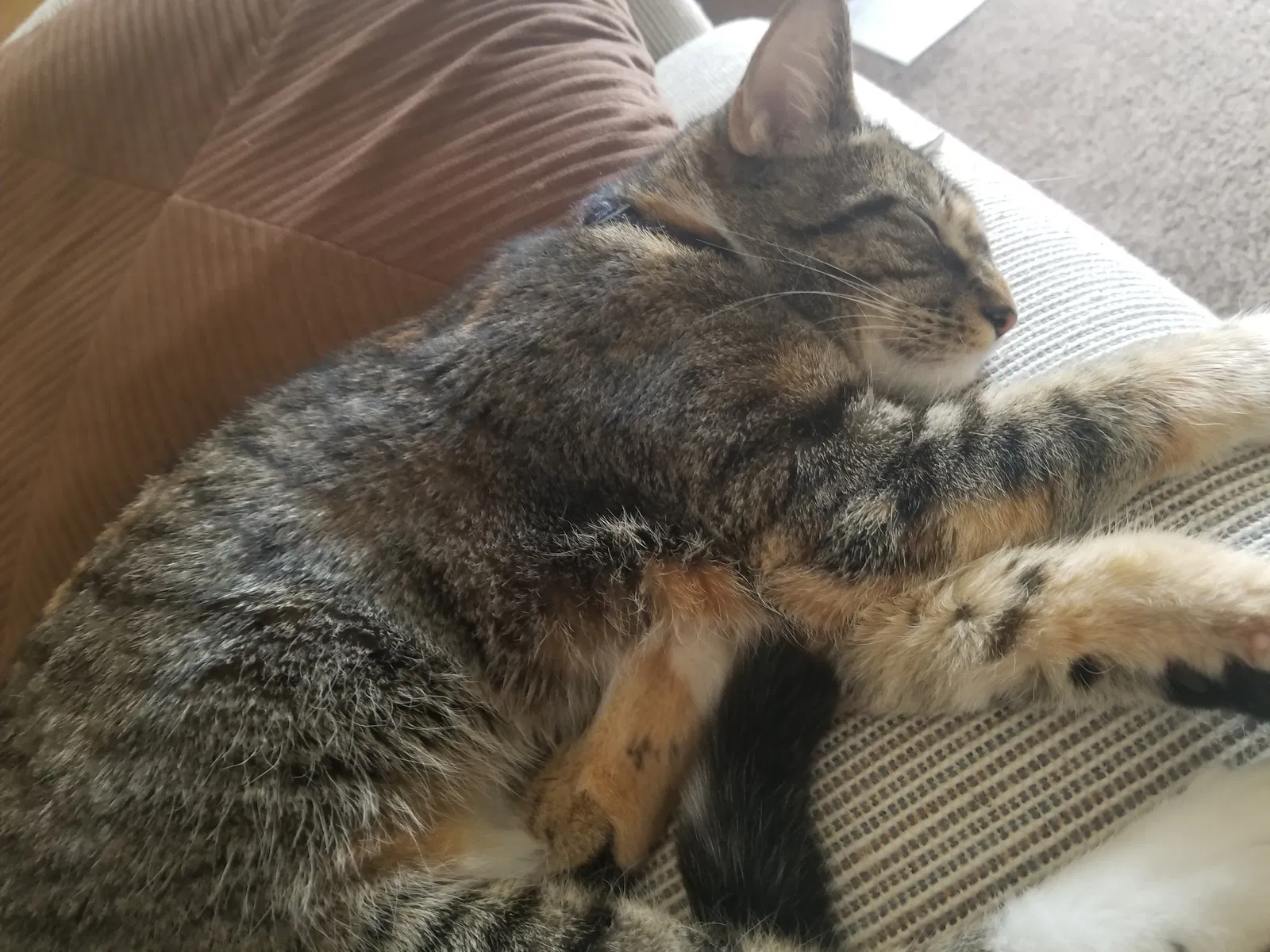 Missing Cat