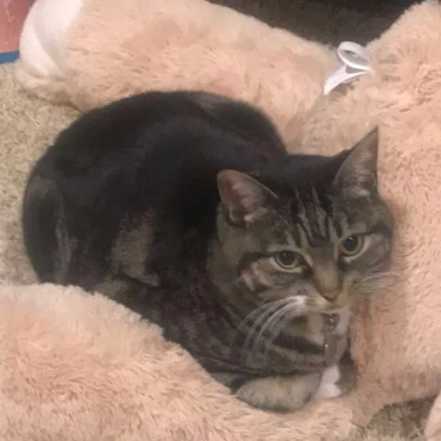 Lost cat in Salt Lake City, UT, 84123