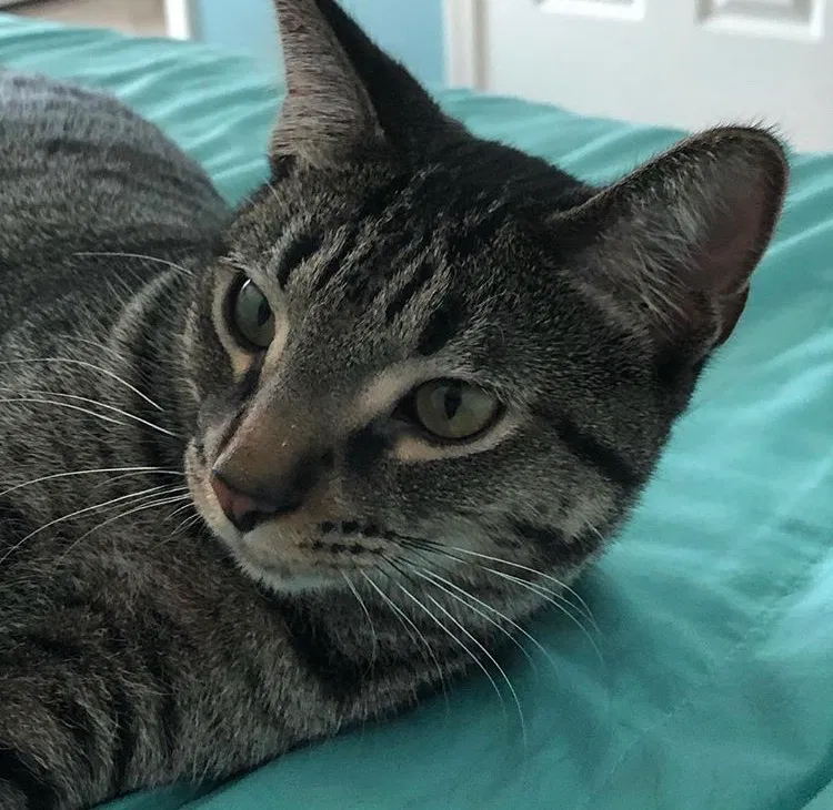 Lost cat in Mchenry, IL, 60051