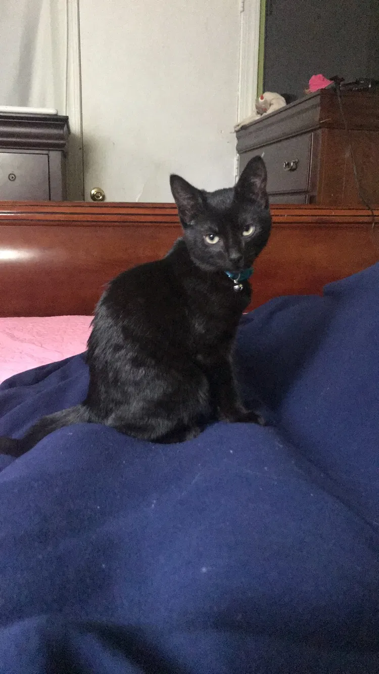 Lost cat in Princeton, NJ, 8540