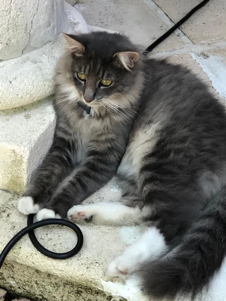 Lost cat in Miami, FL, 33133