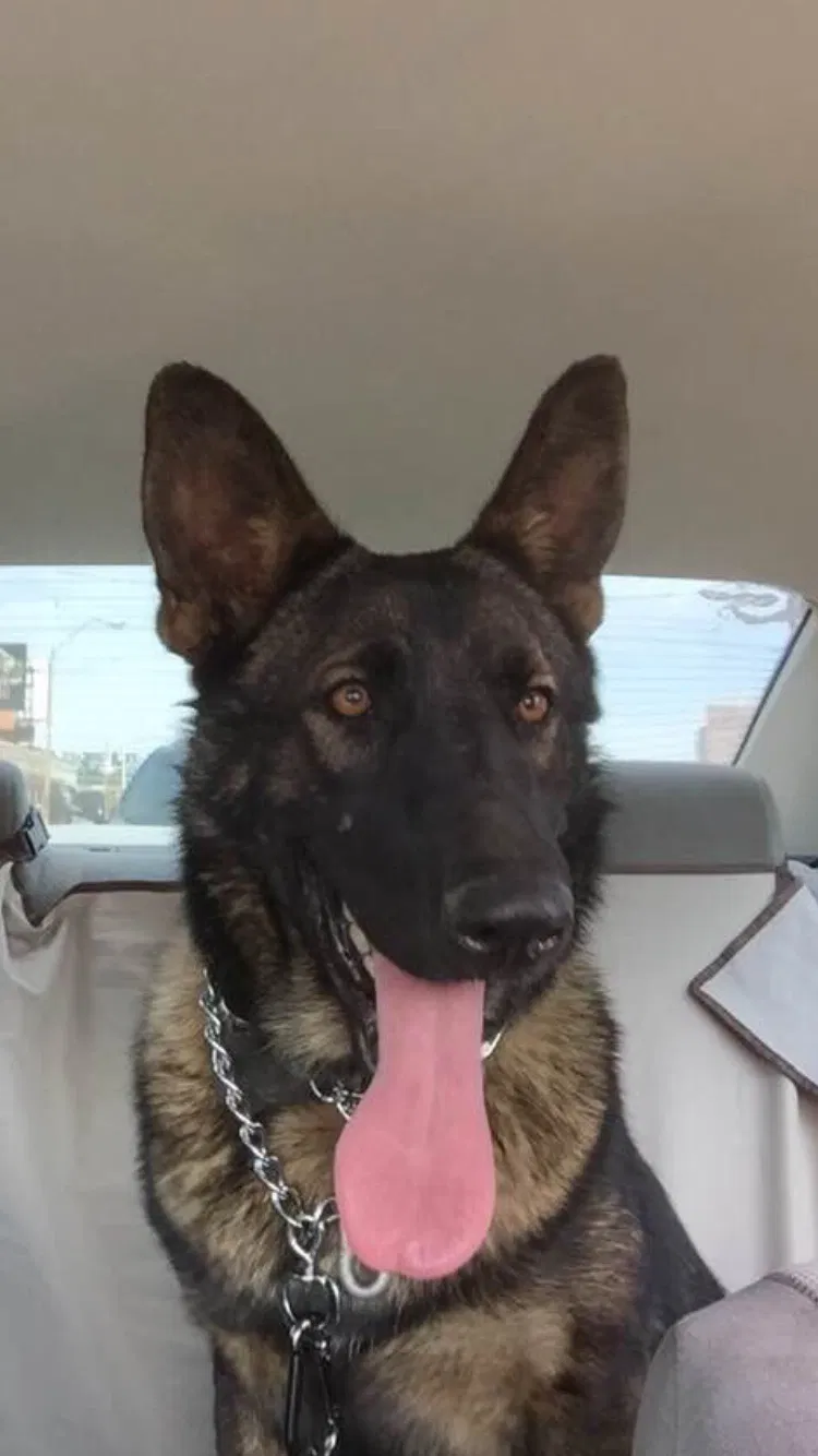 Lost dog in Paulding, OH, 45879