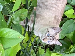 Lost cat in Lakeland, FL, 33809