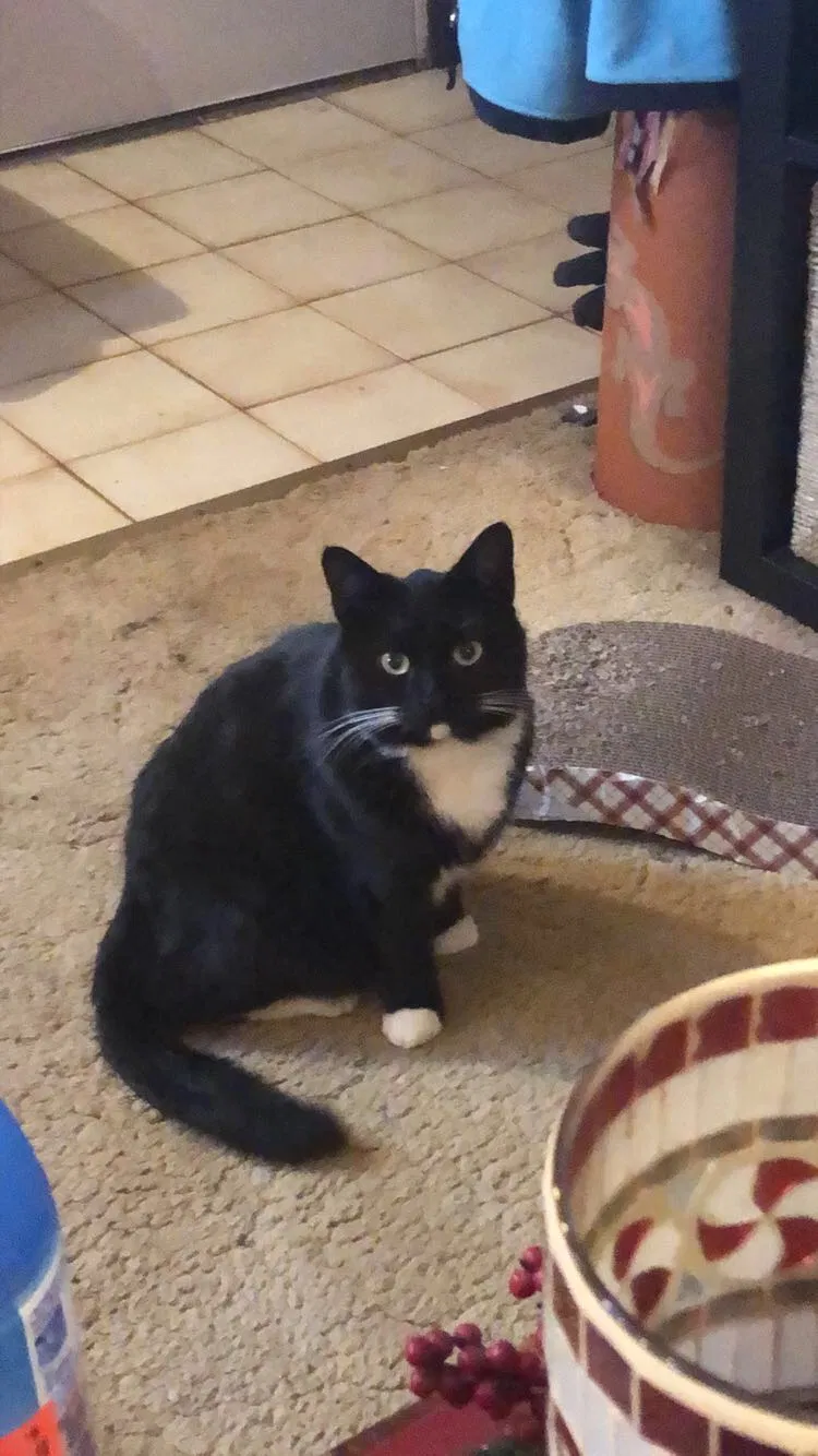 Lost cat in Pittsburgh, PA, 15234