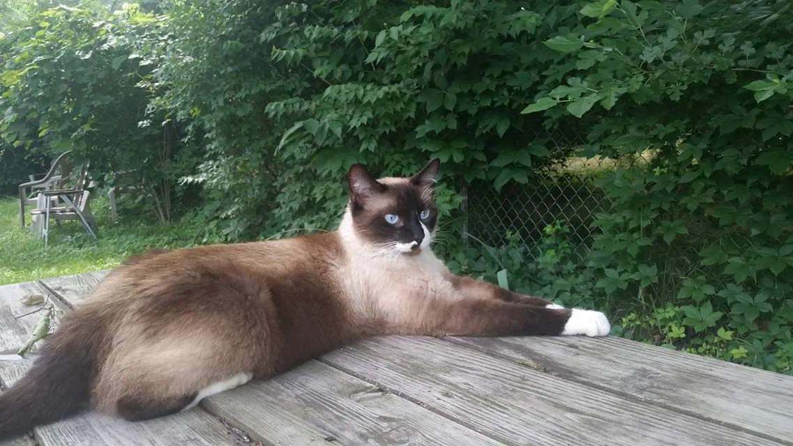 Lost cat in Terre Haute, IN, 47804