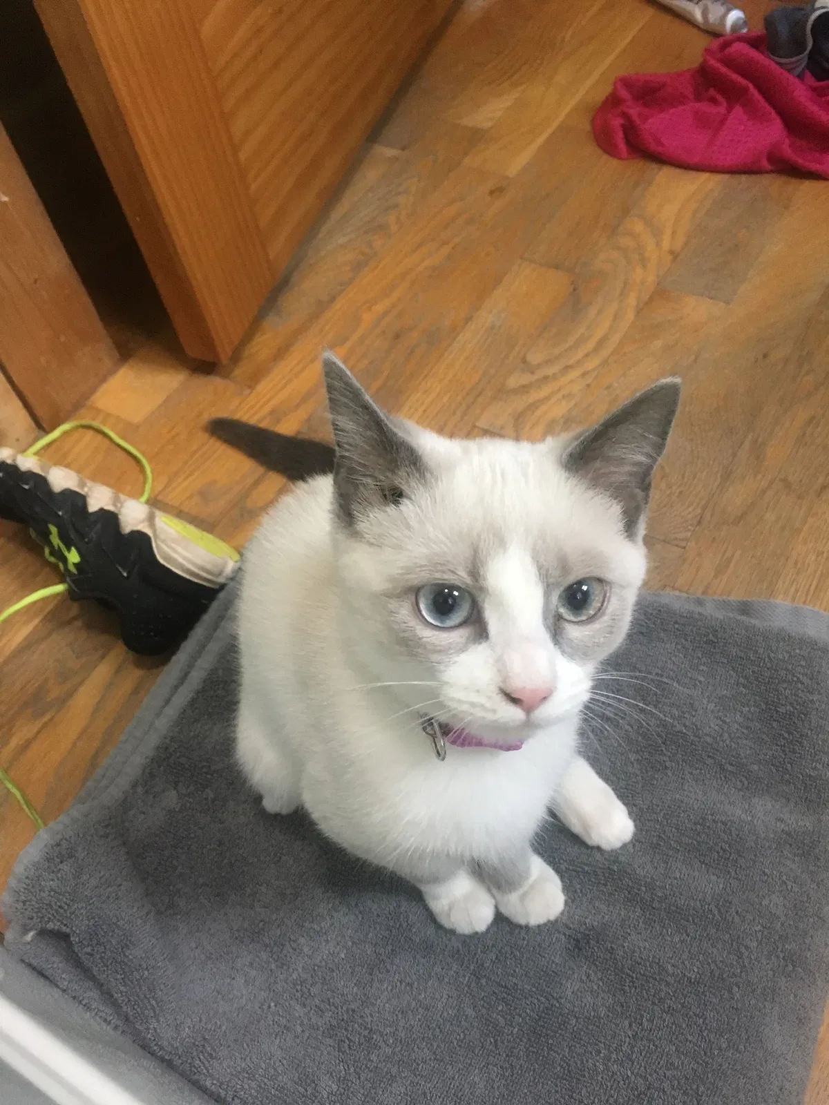Lost cat in Marietta, GA, 30060