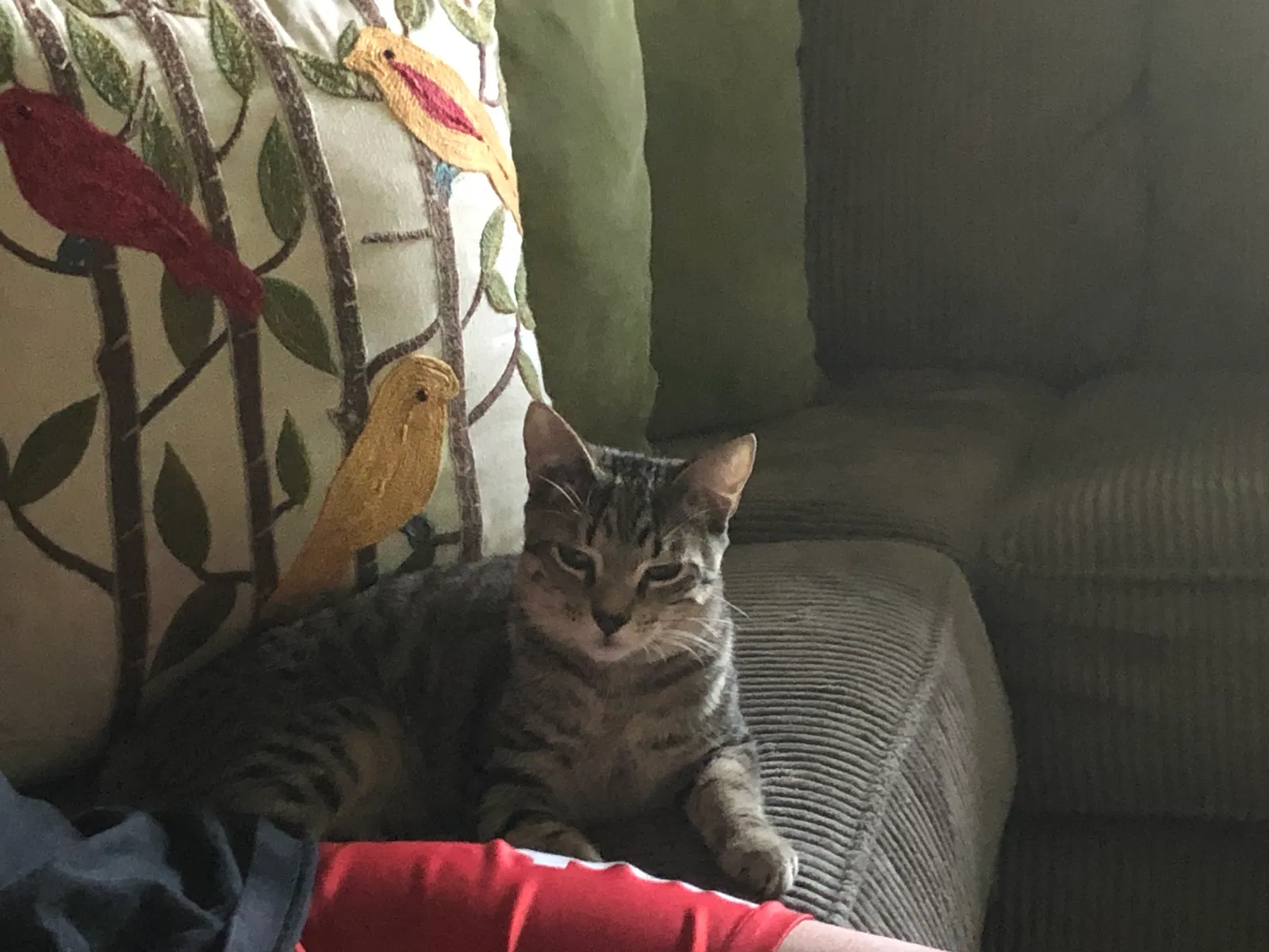 Lost cat in Roseville, CA, 95747