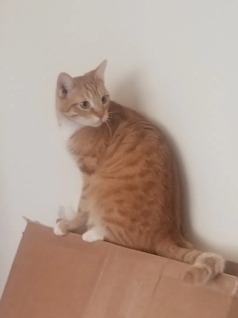 Lost cat in Sacramento, CA, 95824