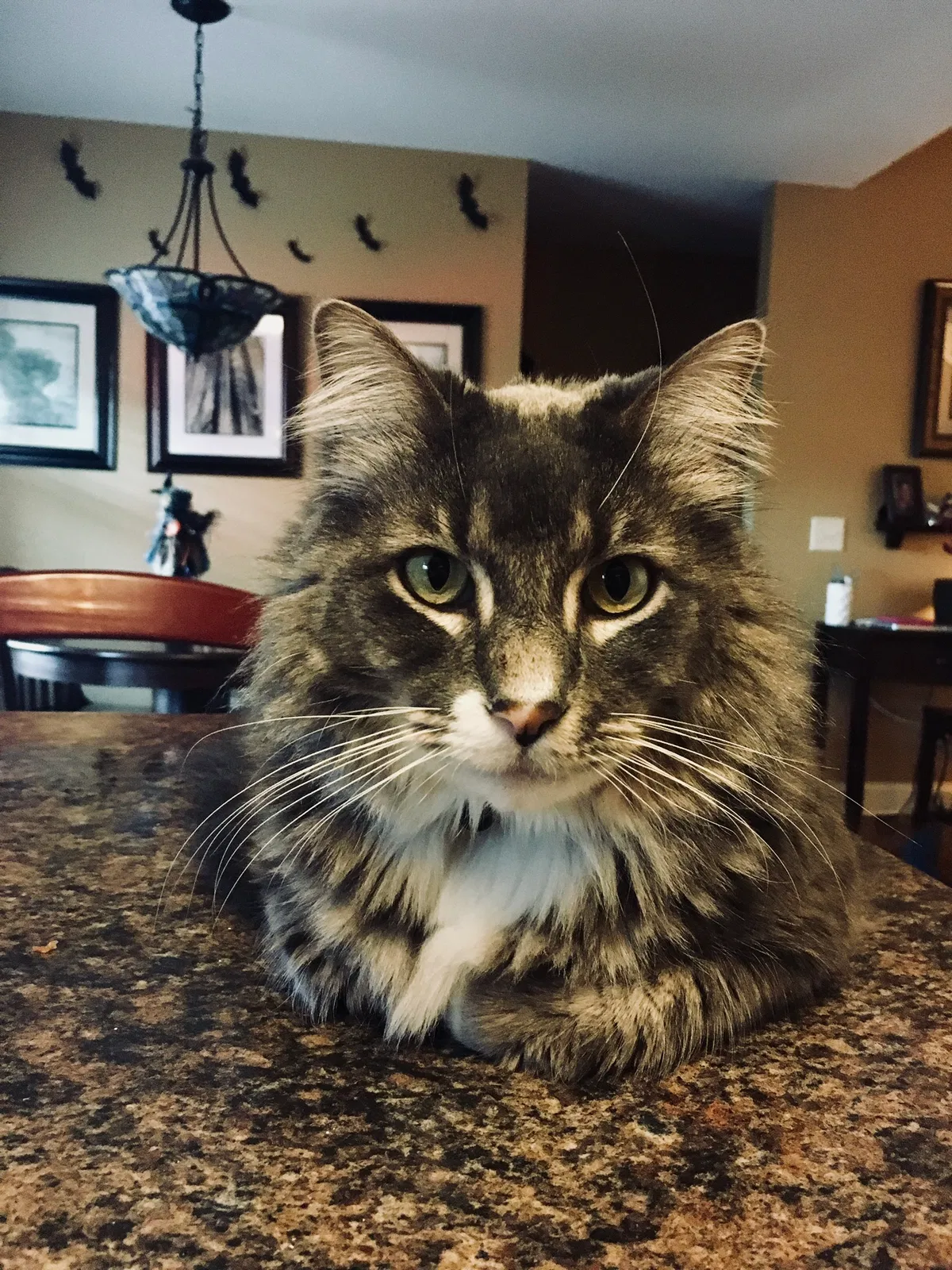 Lost cat in Cleveland, TN, 37312