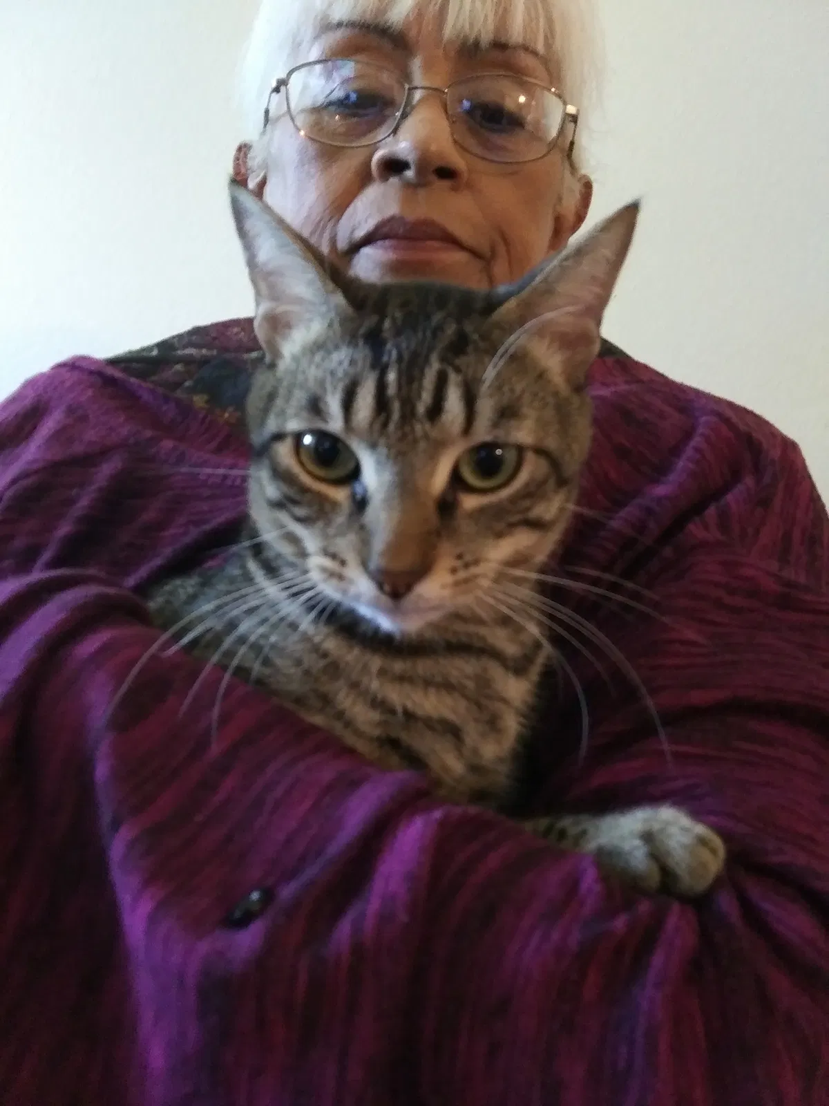 Lost cat in La Mesa, CA, 91941