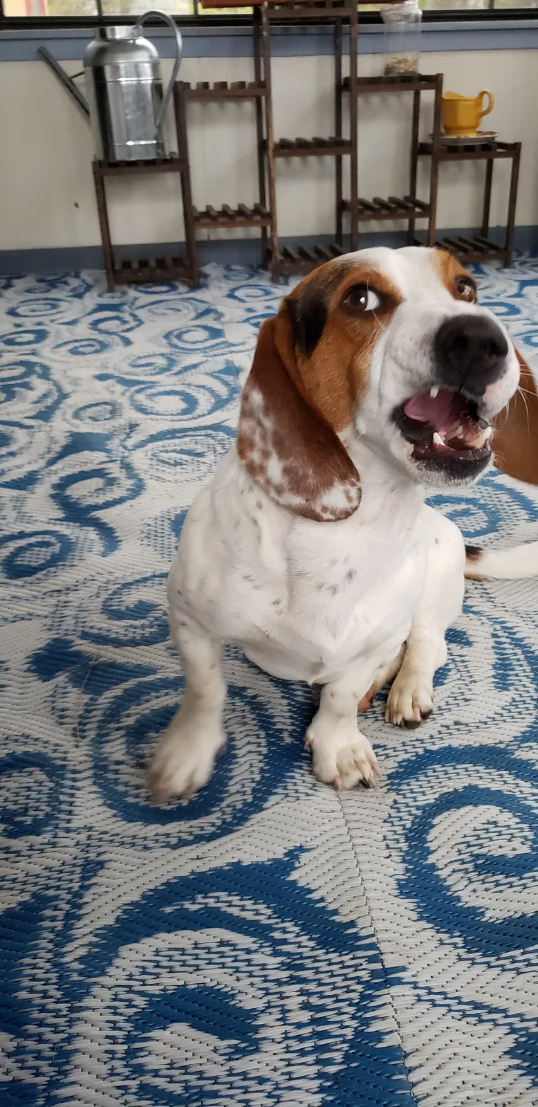 Lost dog in Cleveland, TN, 37323