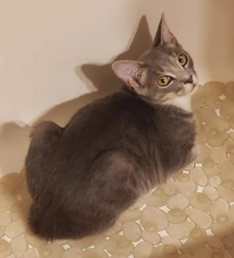 Lost cat in Corpus Christi, TX, 78415