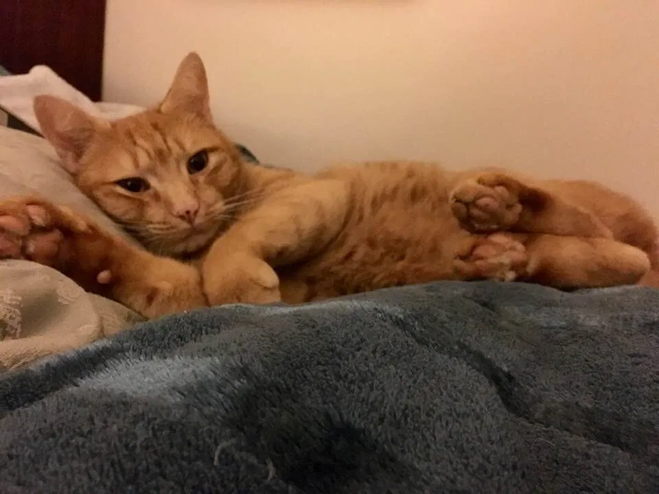 Lost cat in Marriottsville, MD, 21104