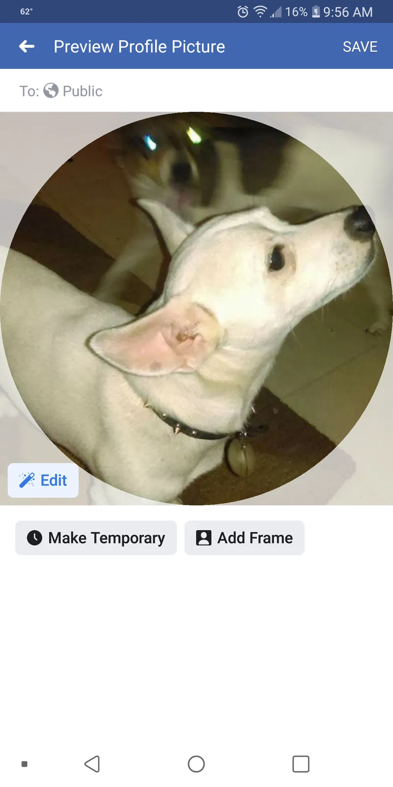 Lost dog in Birmingham, AL, 35208