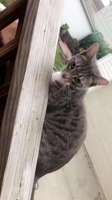 Lost cat in Dearborn, MI, 48126