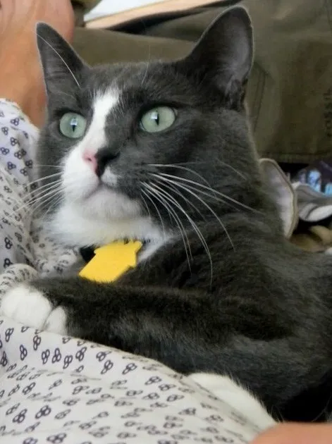Lost cat in Fort Myers, FL, 33908