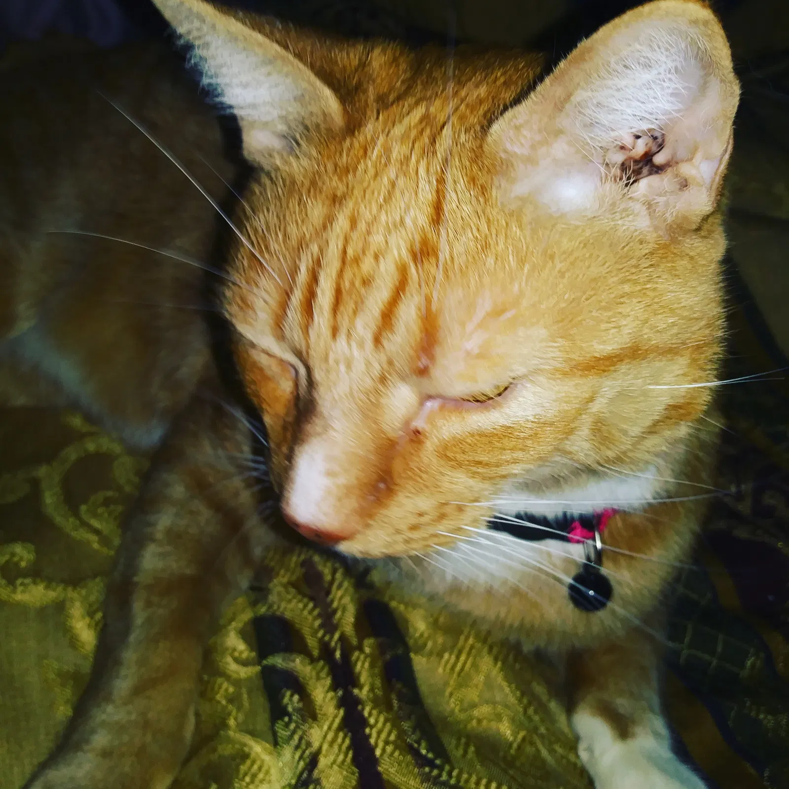Lost cat in Tucson, AZ, 85710