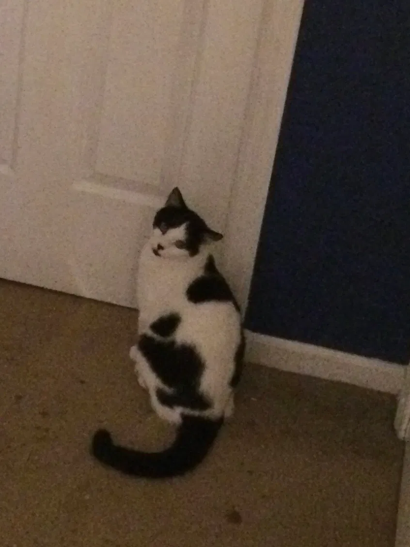 Lost cat in Florence, SC, 29501