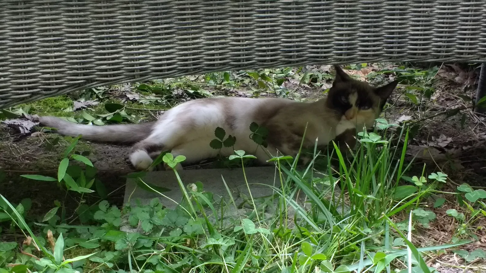Lost cat in Pittsboro, NC, 27312