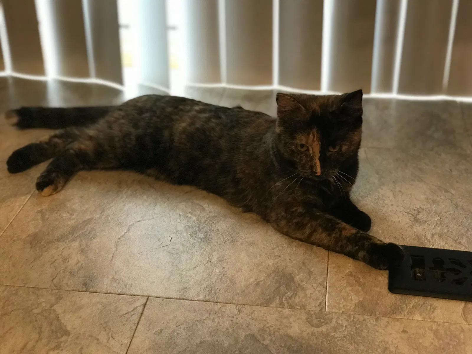Lost cat in Mitchell, SD, 57301