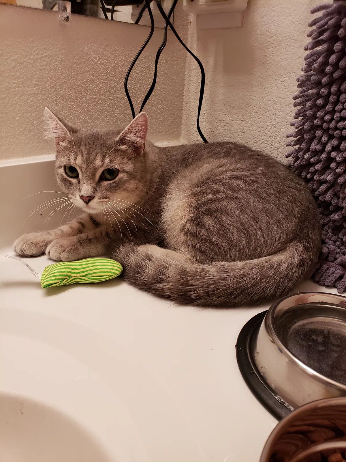Lost cat in Hammond, WI, 54015