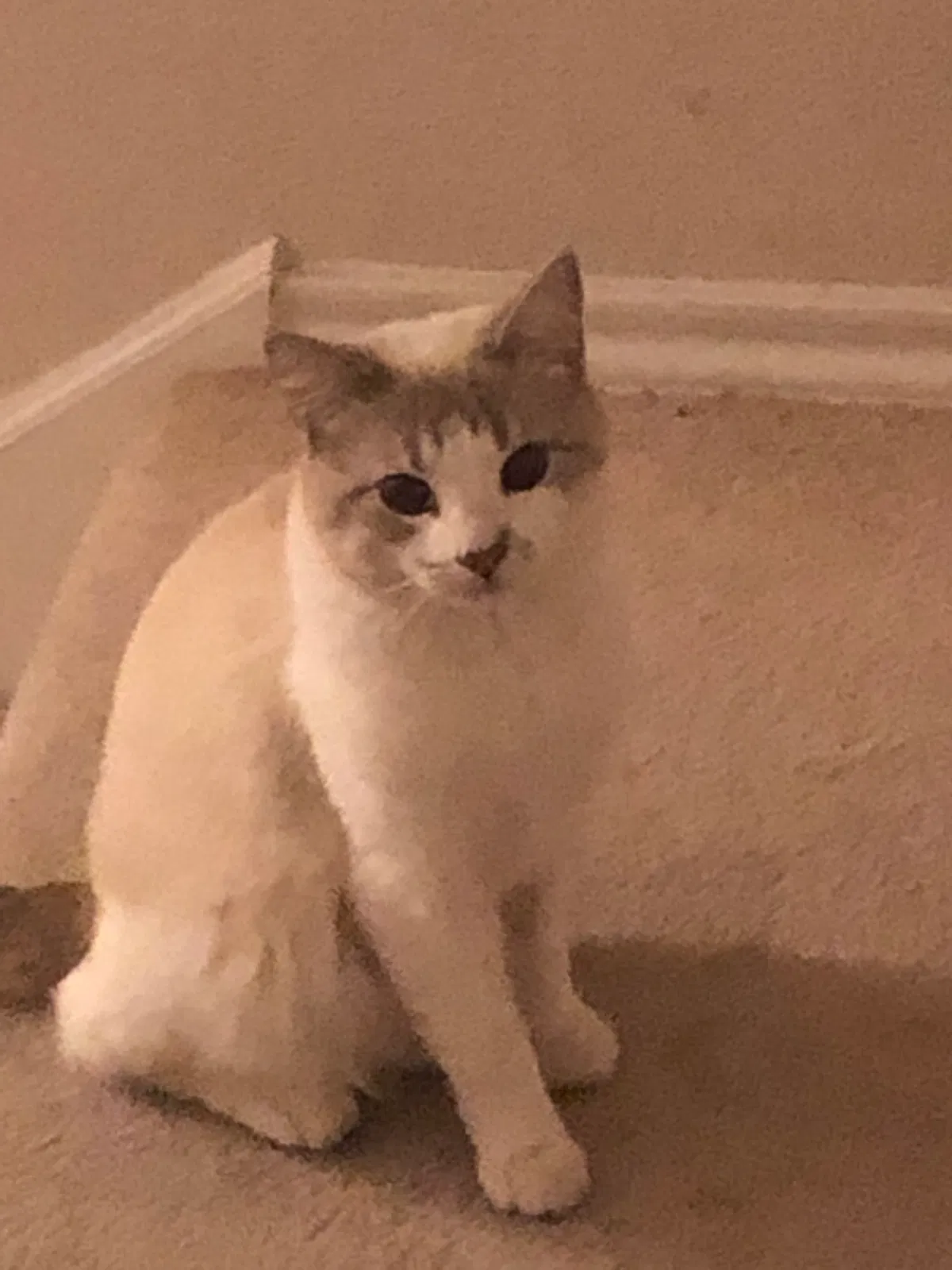 Lost cat in San Antonio, TX, 78251