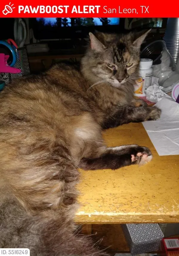 Lost cat in Dickinson, TX, 77539