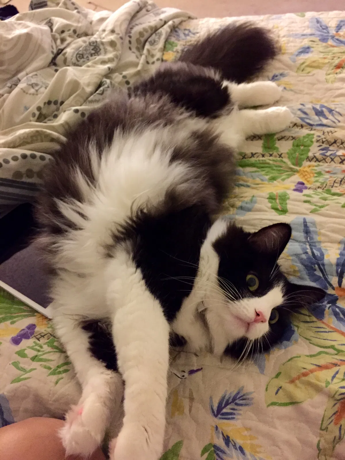 Lost cat in Huntington Beach, CA, 92647