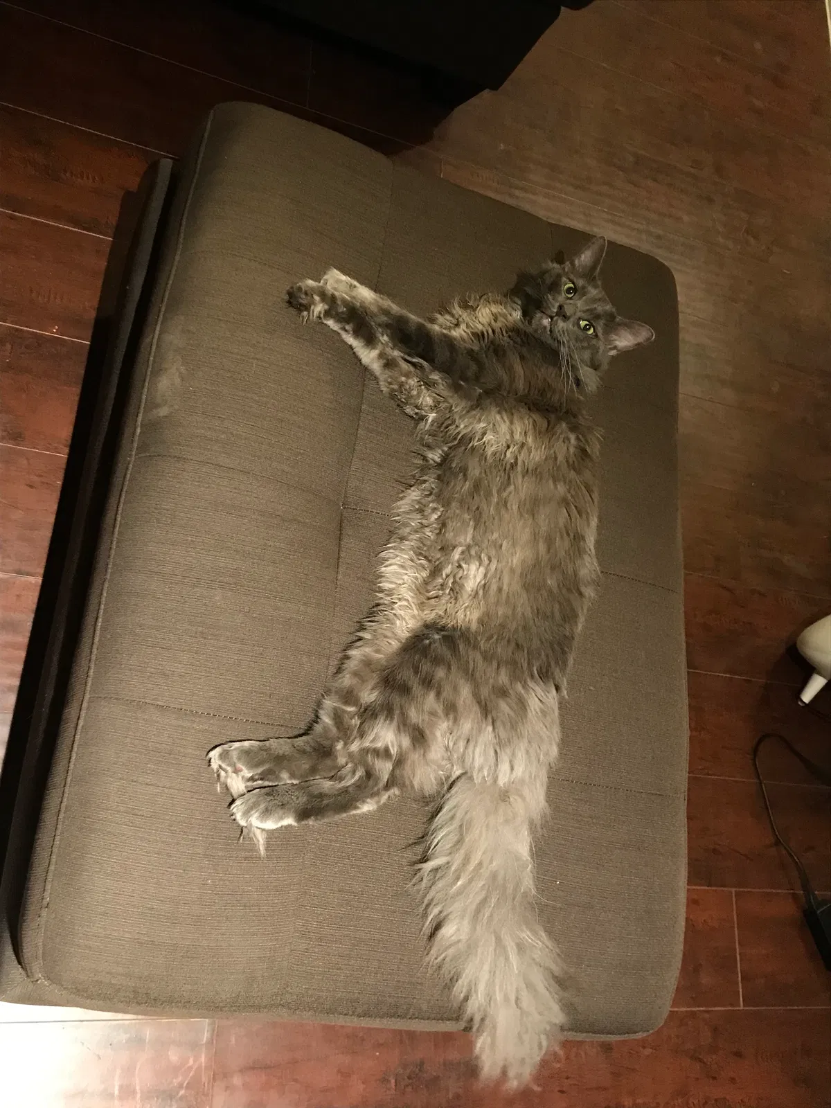 Lost cat in Riverside, CA, 92501