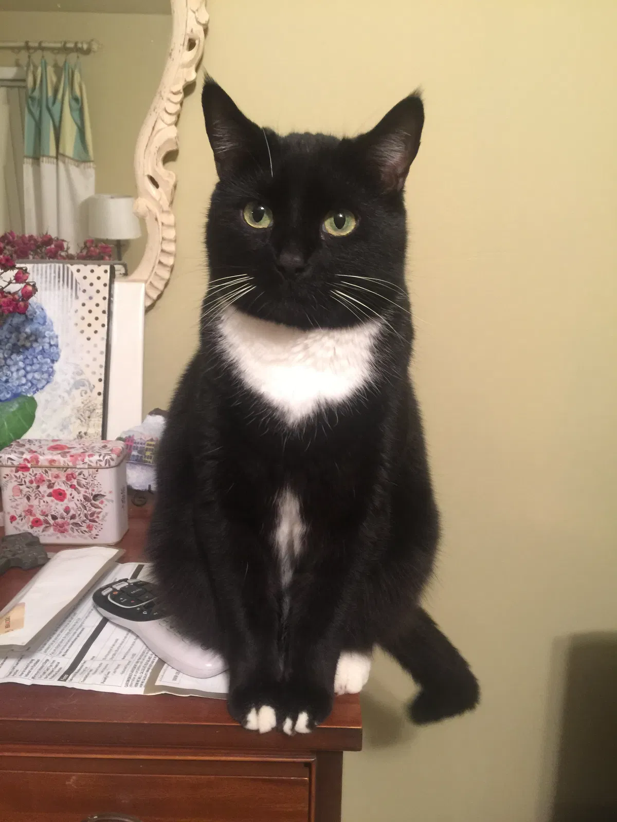 Lost cat in Kennesaw, GA, 30144