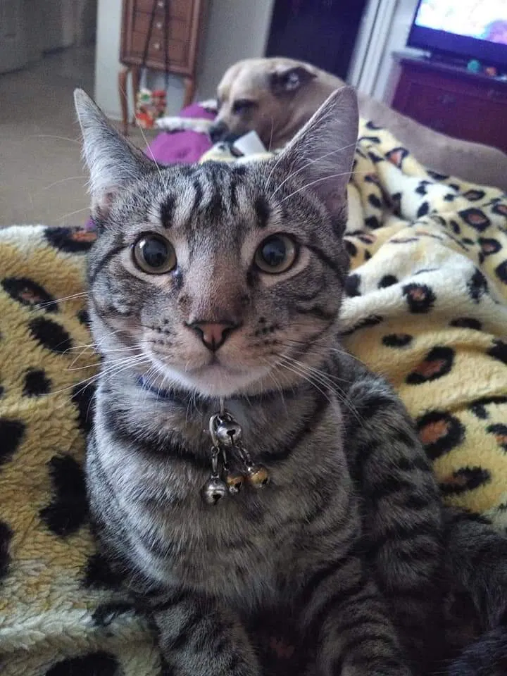 Lost cat in Little Elm, TX, 75068