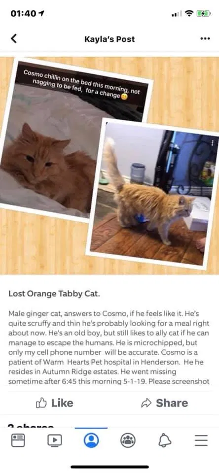 Lost cat in North Las Vegas, NV, 89084