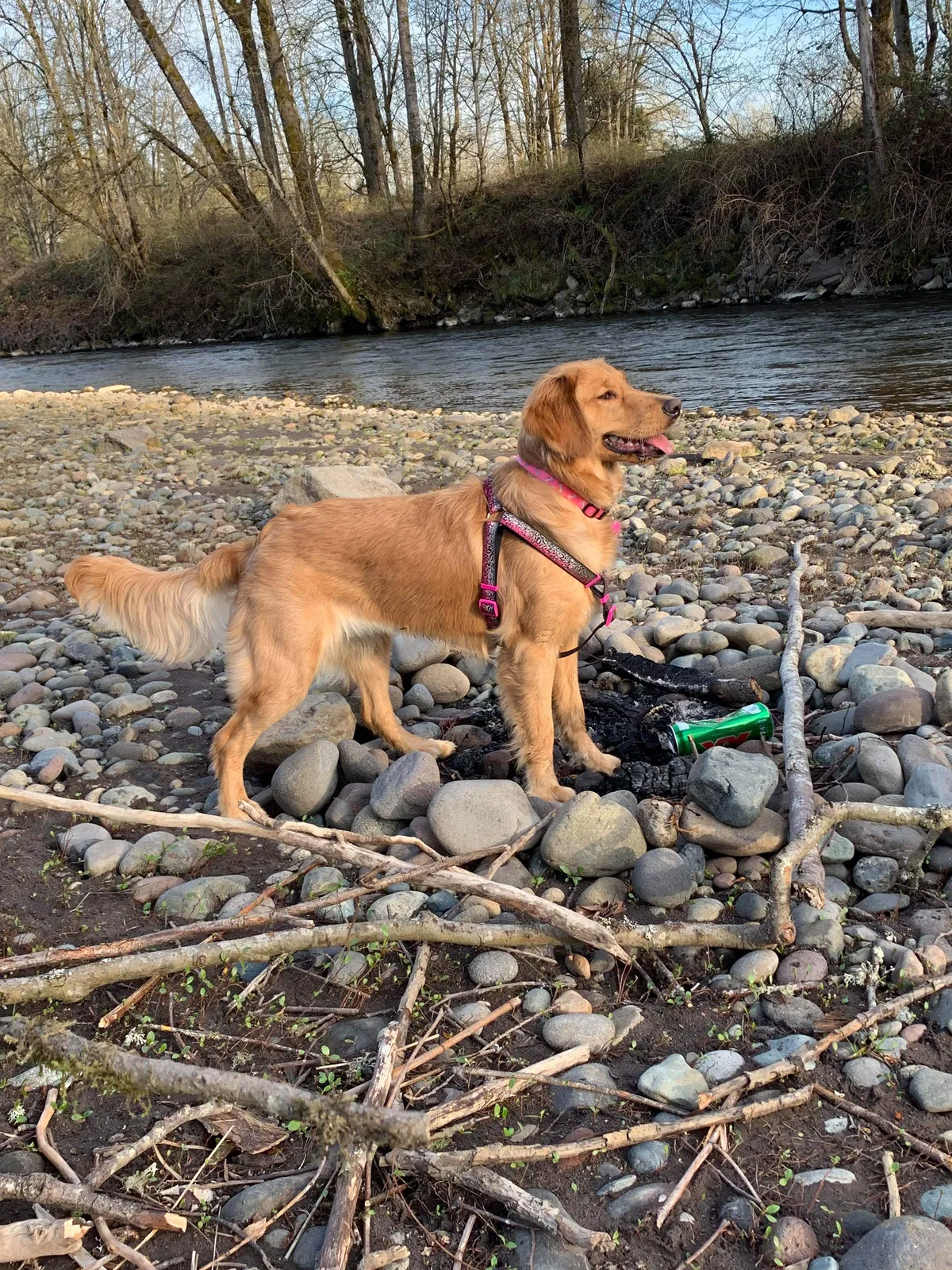 Lost dog in Sumner, WA, 98390