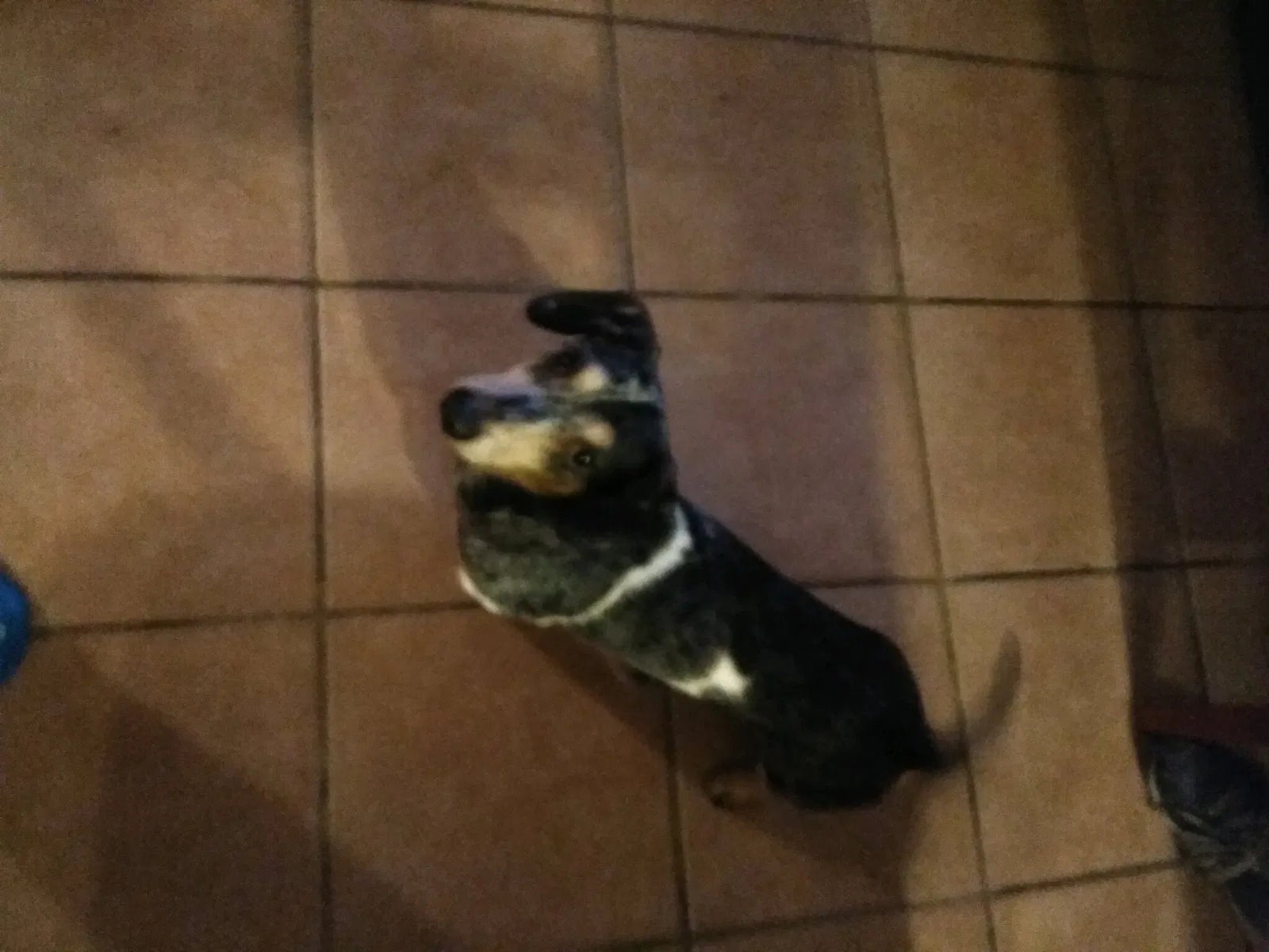 Lost dog in Glendale, AZ, 85301