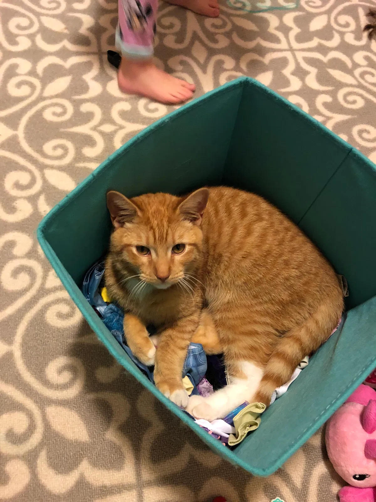 Lost cat in Hickory, NC, 28602