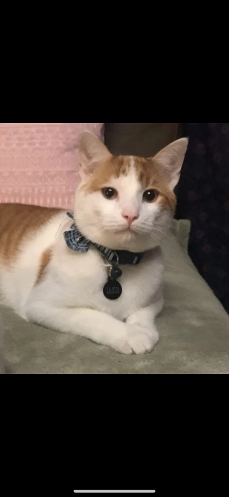 Lost cat in Harrisburg, NC, 28075