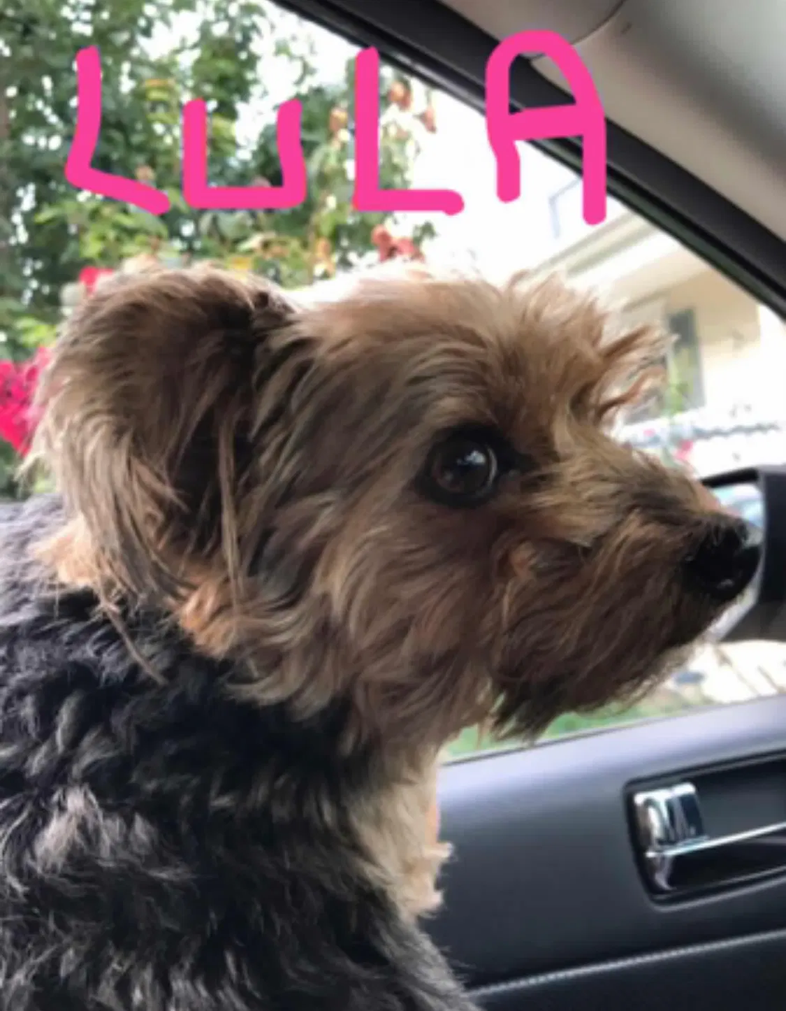 Lost dog in Browns Mills, NJ, 8015