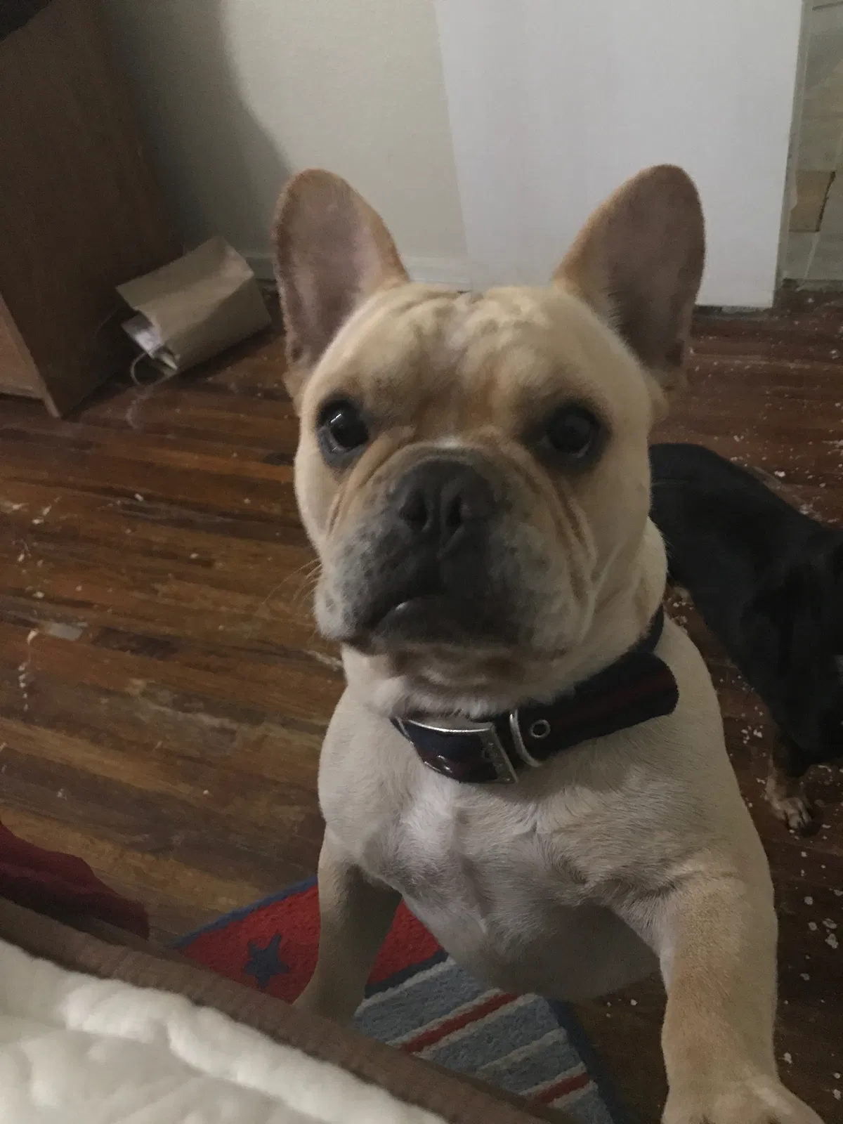 Lost dog in Rockport, TX, 78382