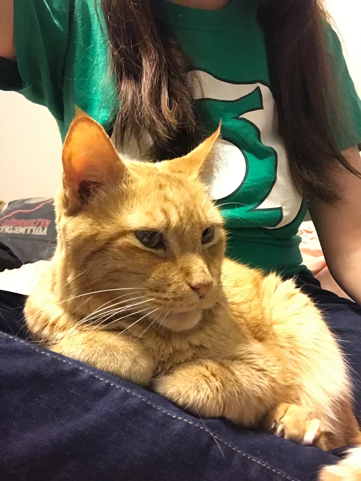 Lost cat in Newnan, GA, 30263
