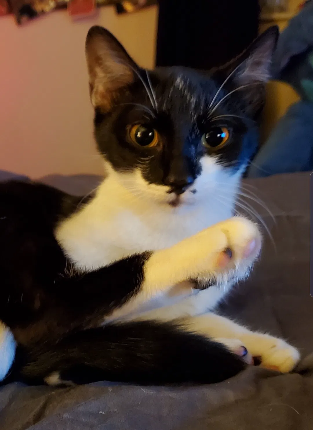 Lost cat in Ocala, FL, 34472